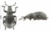 Otiorhynchus sp.